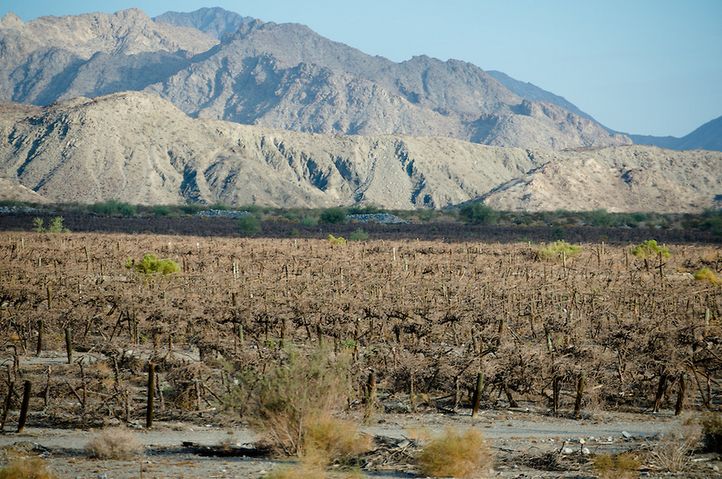 Datei:California Vineyar drought2014.jpg
