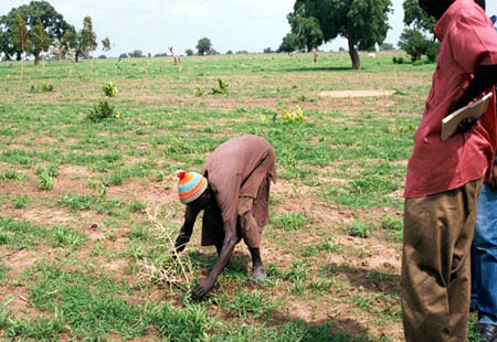 Datei:Senegal reforestation.jpg
