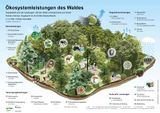 Ökosystemleistungen Deutscher Wald Lizenz: honorarfrei