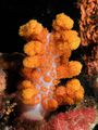 Korallenriff in Indonesien Farbige Korallen Lizenz: CC BY-SA