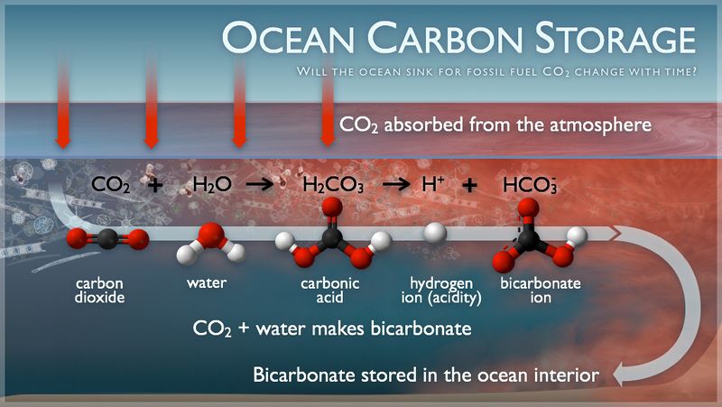 Datei:Ocean carbon storage.jpg