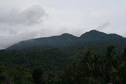 Philippinischer Regenwald.jpg