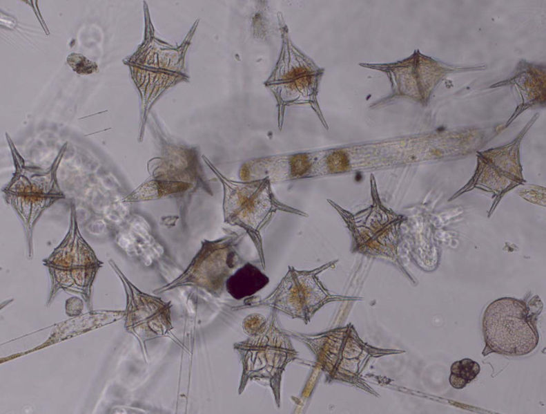 Datei:Phytoplankton LOHAFEX.jpg