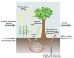 Kohlenstoffkreislauf in Vegetation und Boden Lizenz: FAO-Lizenz