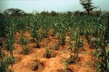 Zaï Pflanzgruben mit Hirse-Pflanzen in Burkina Faso Lizenz: CC BY