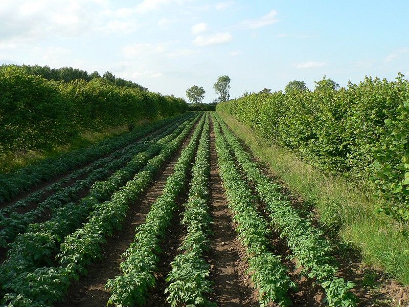 Datei:Agroforestry Flickr3.jpg
