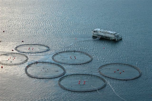 Datei:Aquakultur Vestmanna.jpg