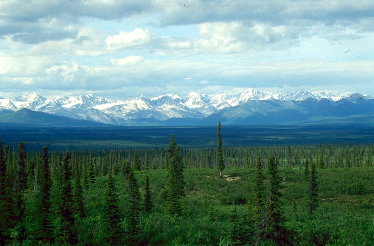 Datei:Borealer Wald.jpg