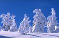 Datei:BrockenSnowedTrees.jpg