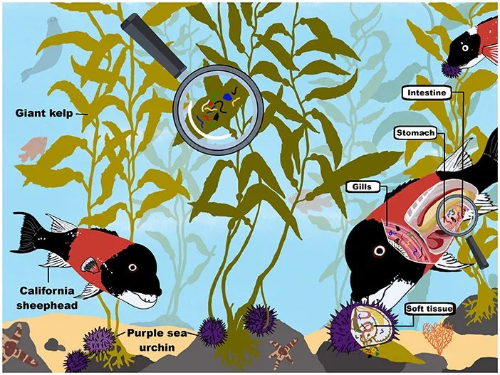 Datei:Kelp-forests microplastic.jpg