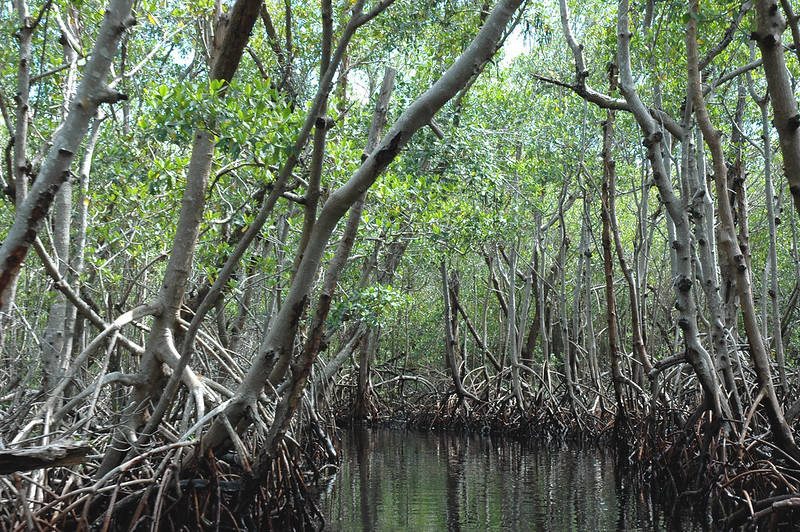 Datei:Mangroven Everglades Florida 2014.jpg