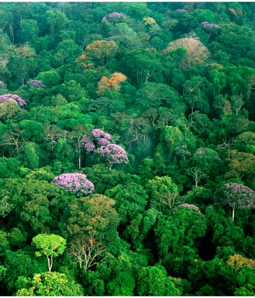 Datei:Tropischer Regenwald.jpg