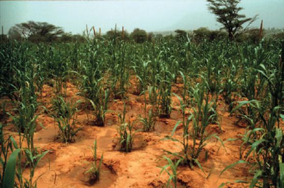 Datei:Zai pits Burkina Faso millet.jpg