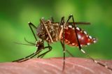 Die Mücke Aedes Aegypti beim Blutmahl Lizenz: public domain
