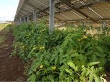 Tomatenanbau unter einem Photovoltaik-Dach Lizenz: CC BY