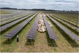 Schafe weiden zwischen Solarpanelen Lizenz: CC BY
