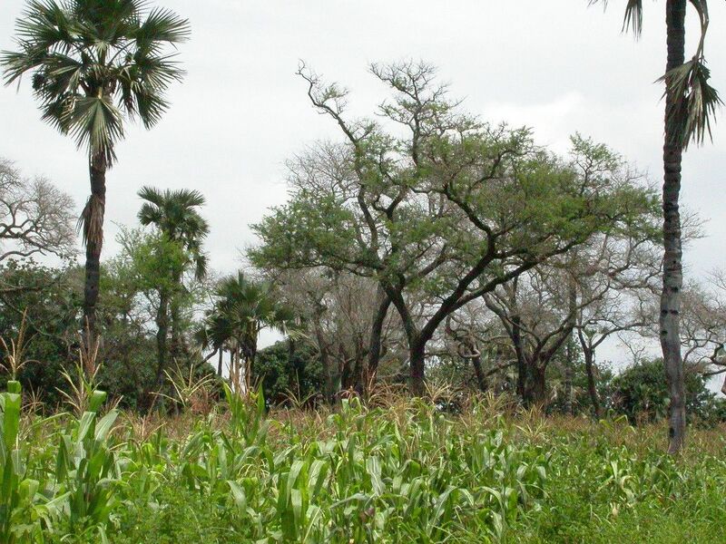 Datei:Agroforestry maize Burkina Faso.jpg