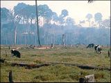 Brandrodung Brandrodung von Siedlern, die das Vordringen von Grasvegetation in den Regenwald begünstigt. Lizenz: public domain