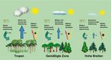 Aufforstung: Wirkung auf das Klima in verschiedenen Klimazonen Lizenz: CC BY-SA