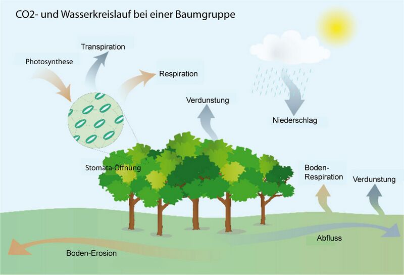Datei:Baumgruppe-CO2-Wasser.jpg