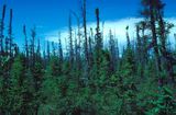 Schwarzfichten-Wald Alaska Lizenz: public domain