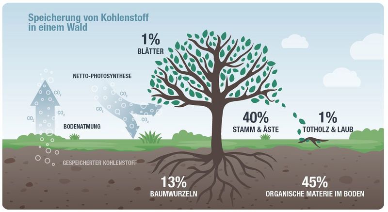 Datei:C-Speicherung Wald.jpg