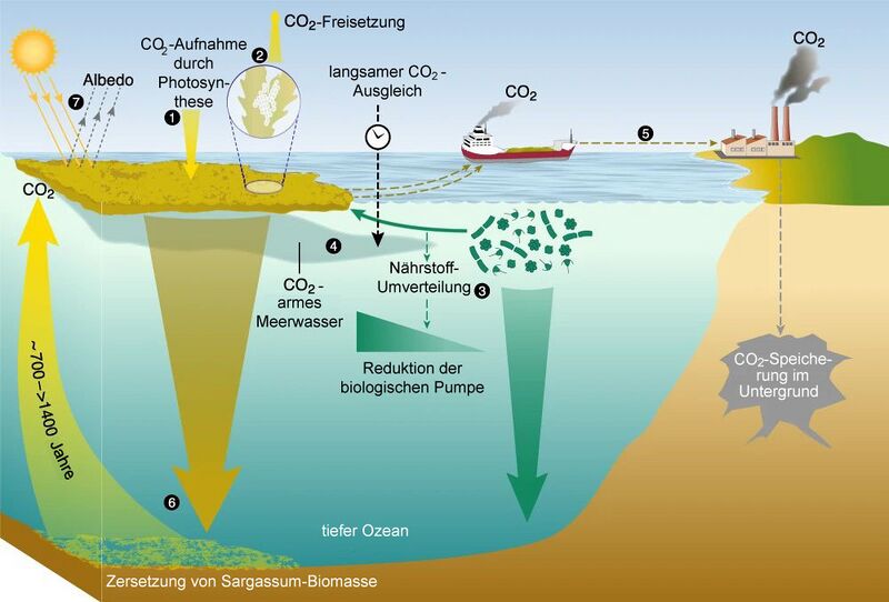 Datei:CDR-efficacy-Sargassum-dt.jpg