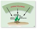 CO2-Düngung Die Folgen einer höheren CO2-Konzentration Lizenz: CC BY-NC-SA