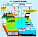 Kohlenstoffkreislauf zwischen Land, Ozean und Atmosphäre Lizenz: CC BY