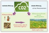 Wirkung von CO2 auf Pflanzen Lizenz: CC BY-SA