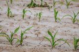 Junge Maispflanzen auf trockenem Oberboden Lizenz: public domain