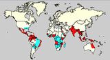 Dengue-Verbreitung Aedes aegypti und Dengue Fieber Lizenz: public domain