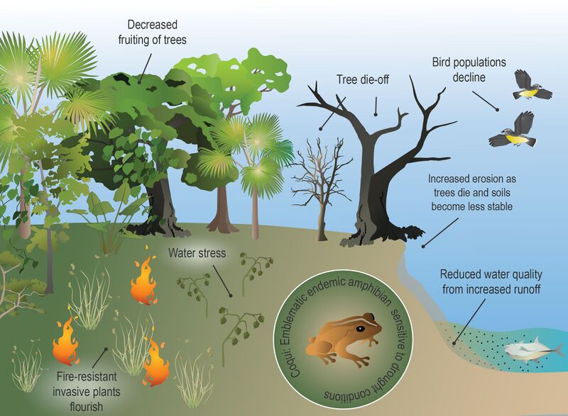 Datei:Drought tropical forest.jpg