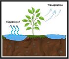 Evaporation und Transpiration = Evapotranspiration Lizenz: CC BY