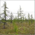 Waldgrenze auf der Taimyr-Halbinsel Übergangszone zwischen Taiga und Tundra Lizenz: CC BY