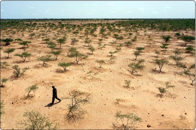 Datei:GGW afforestation Niger.jpg