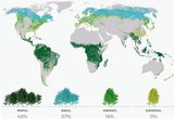 Globale Waldbedeckung nach Klimazonen Lizenz: CC BY-NC-SA