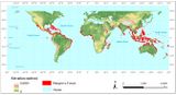 Verbreitung von Mangroven weltweit Lizenz: CC BY