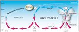 Hadley-Zirkulation Schematische Darstellung der Hadley- und Ferrell-Zelle Lizenz: CC BY-NC-SA