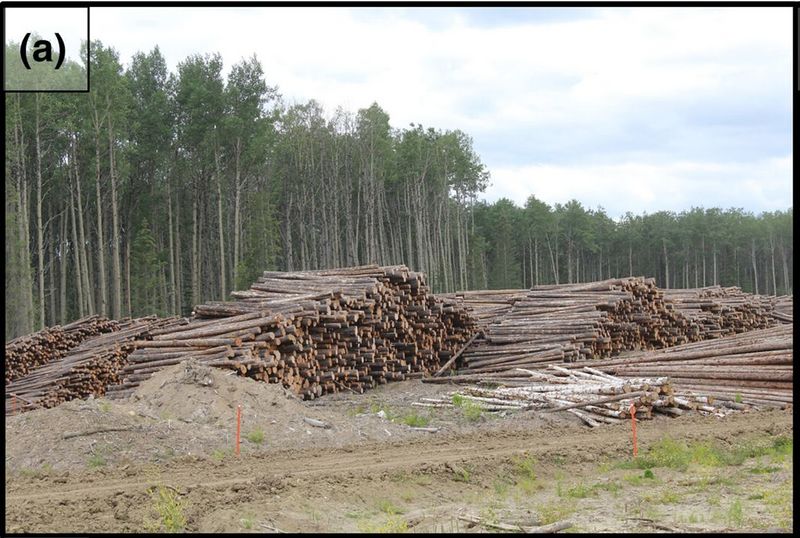 Datei:Kahlschlag in Kanada.jpg