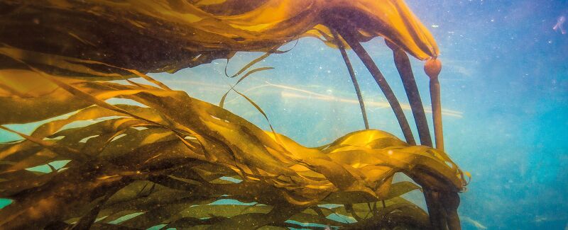 Datei:Kelp canopy.jpg