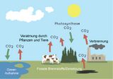 Der Kohlenstoffkreislauf Quellen und Senken Lizenz: public domain