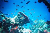 Fische in Korallenriffen Malediven Lizenz: CC BY-SA