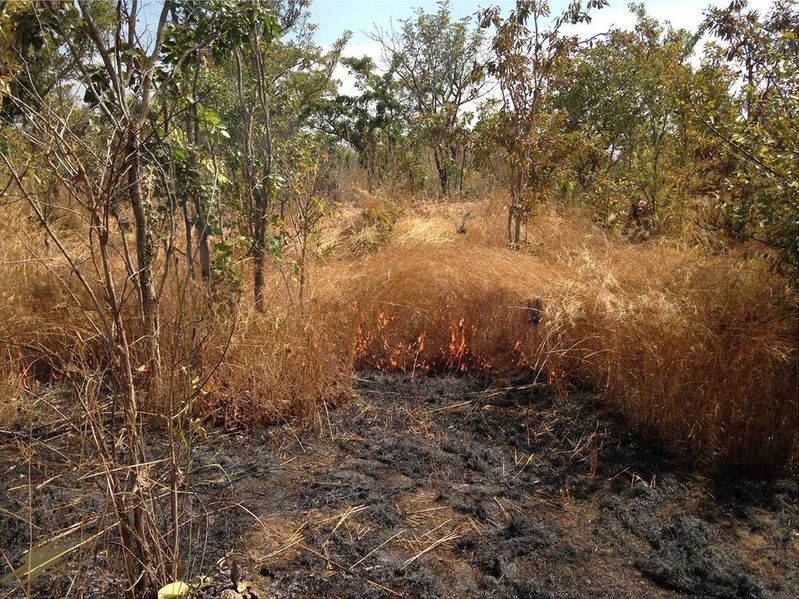 Datei:Mali savanna fire.jpg