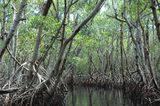Mangroven in den Everglades Florida Lizenz: CC BY-NC-SA