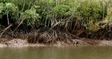 Mangroven in Queensland Australien Lizenz: CC BY