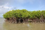 Mangroven in Tonga Polynesien Lizenz: CC BY