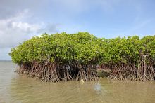 Mangroves in Tonga.jpg