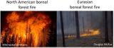 Kronen- und Bodenfeuer in borealen Wäldern in Nordamerika und Eurasien Lizenz: CC BY