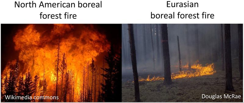 Datei:N-America Eurasia boreal fire.jpg